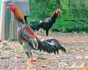Giống gà chọi miền Nam