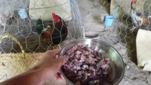 Tìm hiểu về các nhóm thức ăn cần thiết cho gà đá