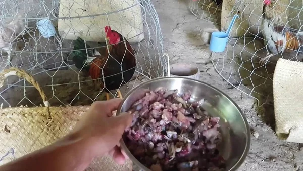 Tìm hiểu về các nhóm thức ăn cần thiết cho gà đá