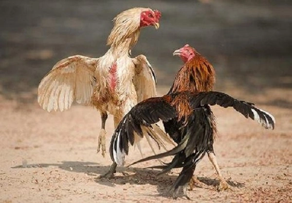 Thuật ngữ trong chăm sóc gà đá, gà chọi
