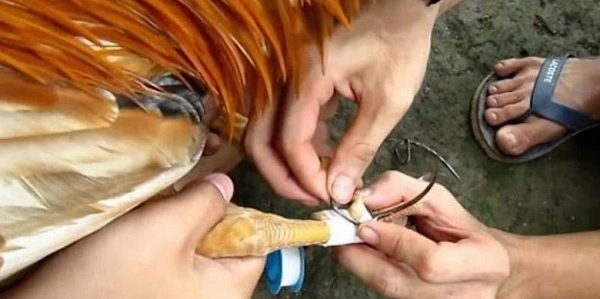 Cách chọn cựa sắt cho gà đá tiêu chuẩn