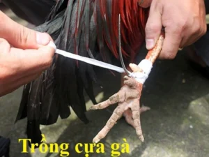 Lưu ý để chọn gà đá cựa sắt