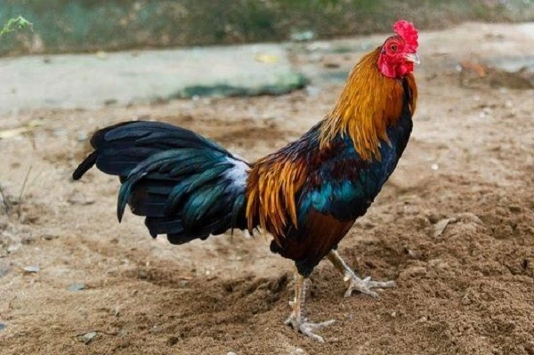 Giống gà cựa sắt