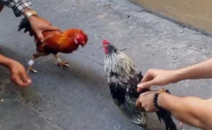Lưu ý quan trọng khi chọn gà