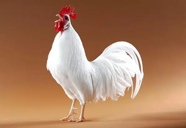 Cách chọn gà tre đá chuẩn chiến kê