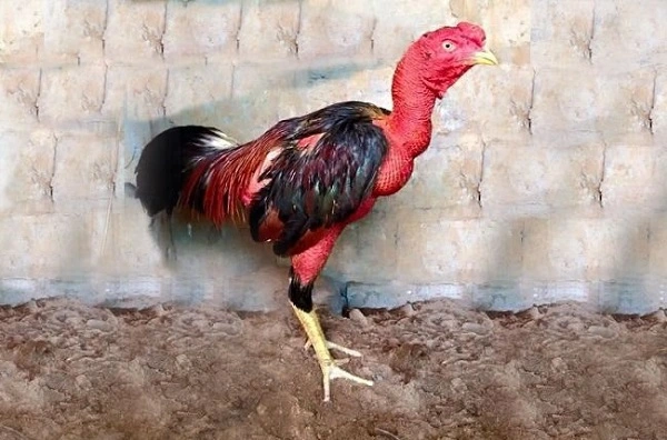 Gà chọi ăn không tiêu là bệnh gì?