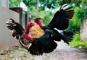 Cách chữa gà chọi bị bại liệt an toàn, hiệu quả