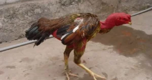 Chữa bệnh đau gối cho gà chọi hiệu quả