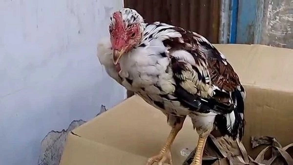 Bệnh khò khè ở gà chọi