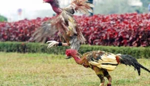 Nguyên nhân bệnh khò khè ở gà chọi