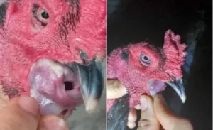 Gà bị nấm họng là gì?