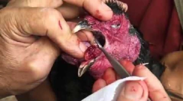 Cách chữa gà chọi bị nấm họng hiệu quả