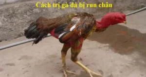 Cách chữa gà chọi bị rút gân hiệu quả