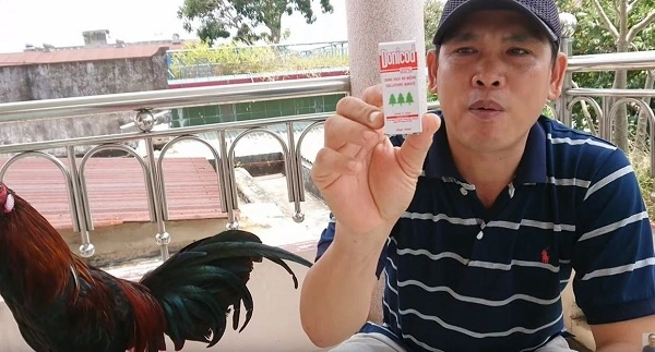 Cách chữa trị bệnh soi mỏ cho gà chọi