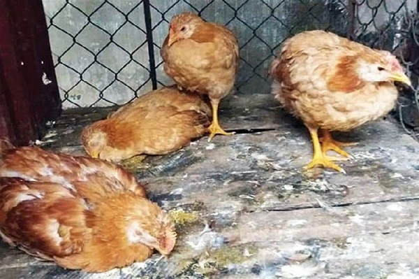 Bệnh thương hàn ở gà chọi là gì?