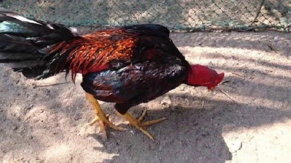 Phòng bệnh thương hàn ở gà chọi