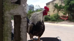Gà chọi gáy không ra tiếng là như thế nào?