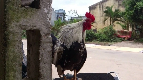 Gà chọi gáy không ra tiếng là như thế nào?