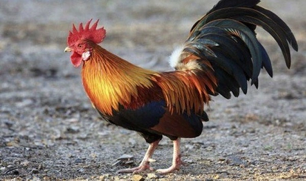 Cách chữa gà chọi gáy không ra tiếng hiệu quả nhất