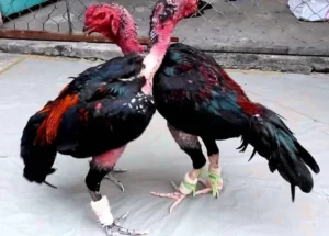 Áp dụng cách giảm cân từ từ để gà chọi đảm bảo sức khỏe