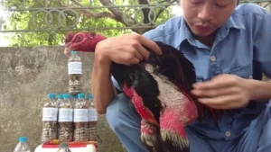 Chú ý cẩn thận nài nước từng vùng cho gà mau hồi phục