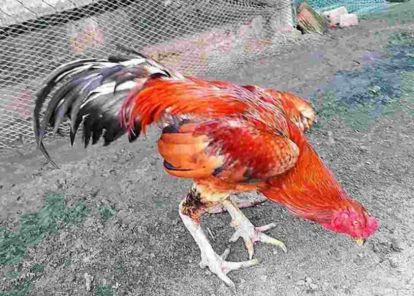 Tìm hiểu kỹ sức khỏe của gà để tăng cân hợp lý