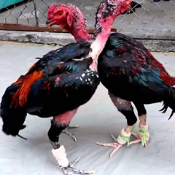 Chi tiết quy trình, cách vần gà chọi