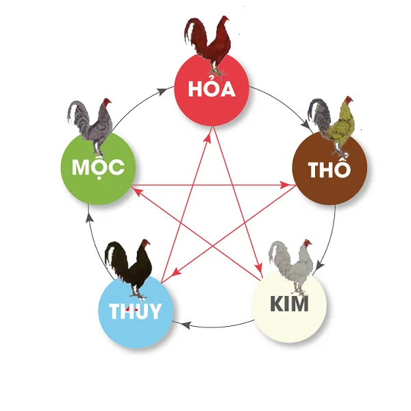 Dựa theo ngũ hành để xem ngày đá gà