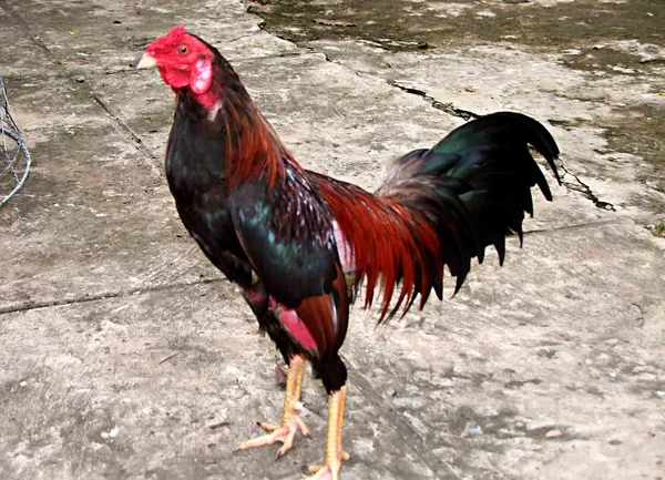 Xem tướng gà đá chuẩn để đánh giá gà chính xác