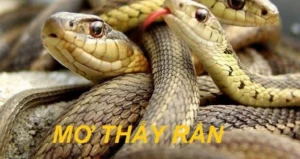 Điềm báo khi mơ ăn thịt rắn?