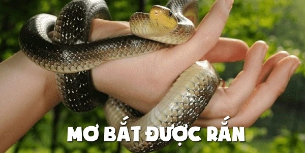 Chiêm bao thấy bắt rắn có ý nghĩa gì?