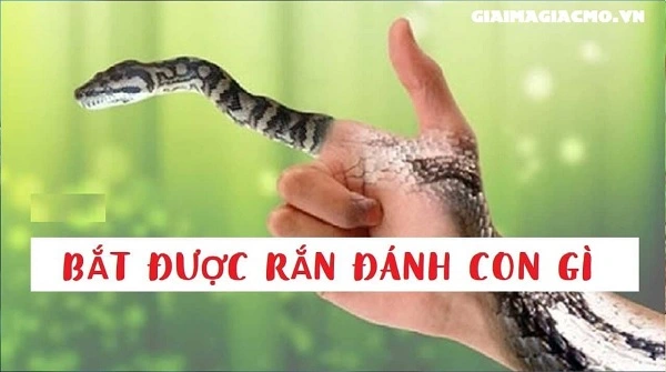 Bắt được rắn đánh đề con gì?