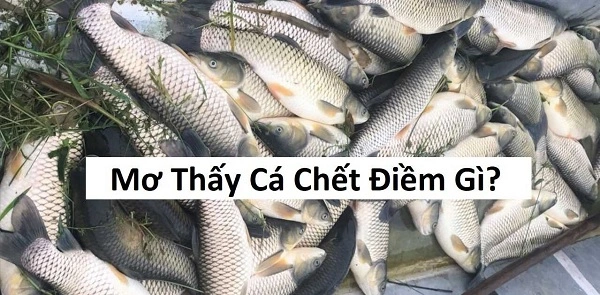 Nằm ngủ mơ thấy cá chết điềm báo gì?