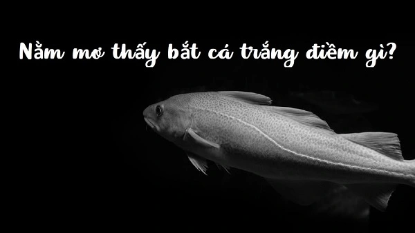 Điềm báo khi chiêm bao thấy cá trắng