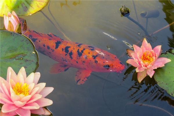 Chiêm bao về cá vàng có thể chỉ điểm cho may mắn