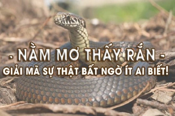 Chiêm bao thấy rắn là điềm báo gì?