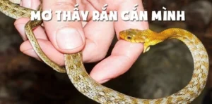 Giải mã giấc mơ thấy rắn cắn