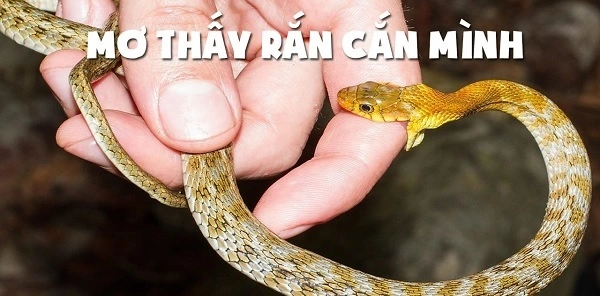 Giải mã giấc mơ thấy rắn cắn