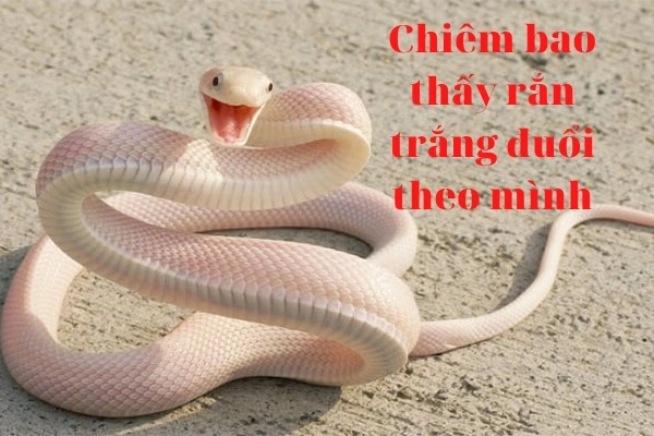 Chiêm bao thấy rắn đuổi có ý nghĩa gì?