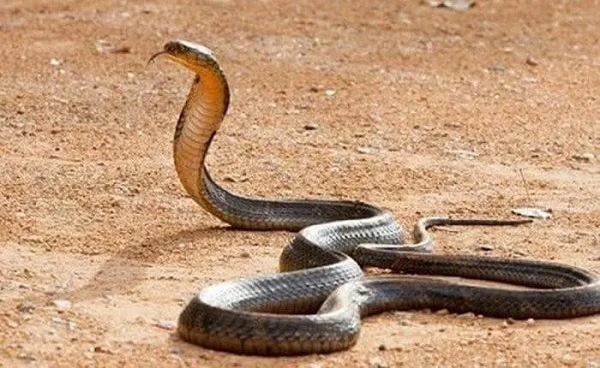 Giải mã khi nằm mơ thấy rắn đuổi