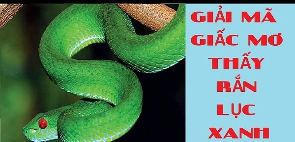 Chiêm bao thấy rắn lục rắn xanh có điềm báo gì?