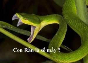 Chọn số nào đánh lô khi thấy rắn lục xanh?