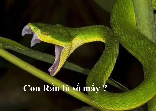 Chọn số nào đánh lô khi thấy rắn lục xanh?