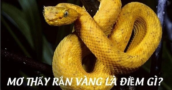 Chiêm bao thấy rắn màu vàng có ý nghĩa gì?