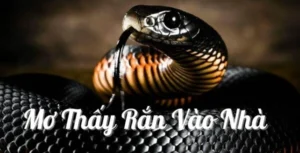 Chiêm bao thấy rắn vào nhà có điềm gì?