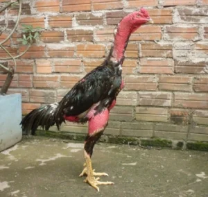 Kỹ thuật huấn luyện nuôi gà chiến