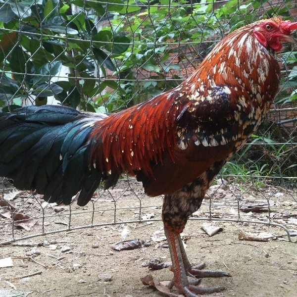 Giống gà chiến dũng mãnh Mã Lai
