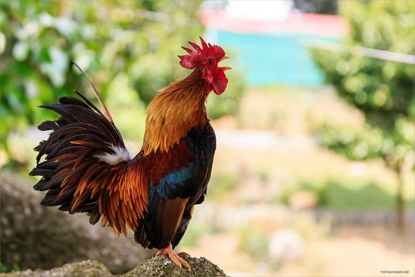 Đặc điểm của gà chọi Mã Lai