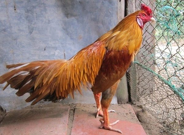 Giống gà chọi vàng