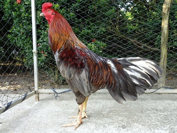 Gà đá cựa nhật nguyệt